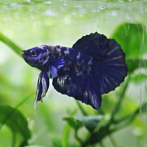 Betta de Selection Mâle et Femelles Marbé Blanc Marble Platinum