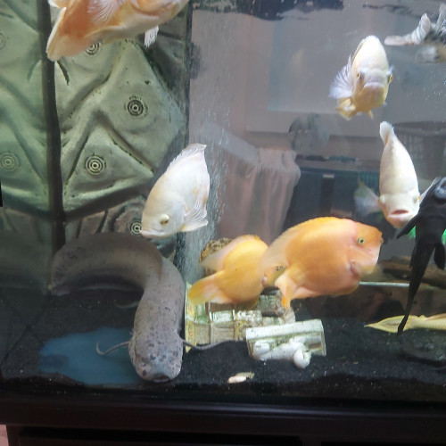 Poissons oscars