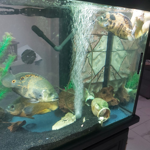 Poissons oscars