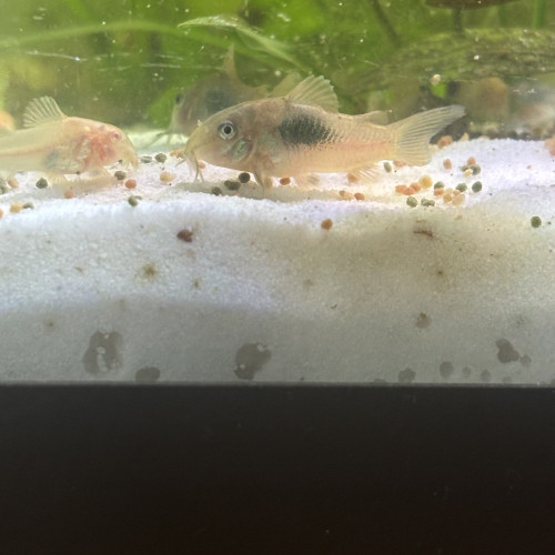 Corydoras aenus bronze