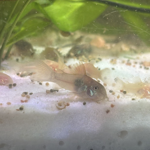 Corydoras aenus bronze