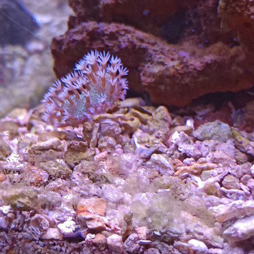 Lobophyton
