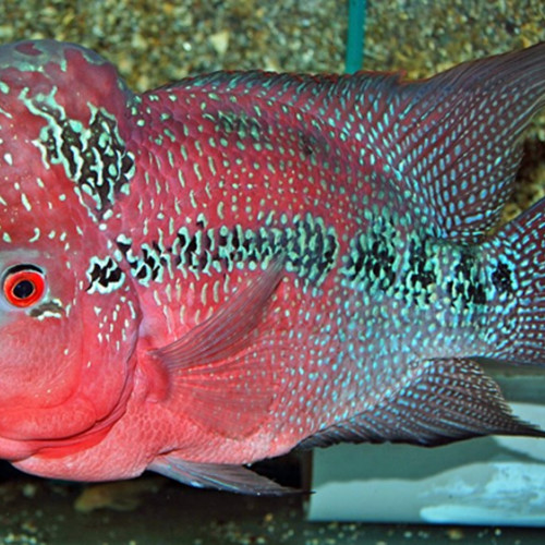 Poisson flowerhorn male adulte