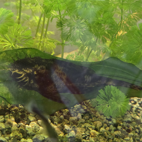 CAUSE DEMENAGEMENT vend l’ensemble de mes  poissons de mon aquarium