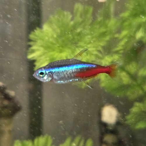 CAUSE DEMENAGEMENT vend l’ensemble de mes  poissons de mon aquarium