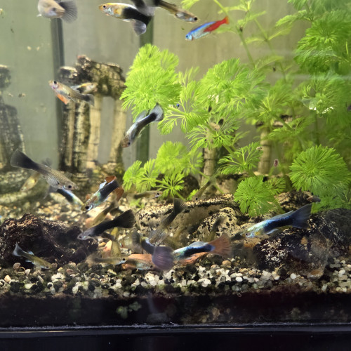 CAUSE DEMENAGEMENT vend l’ensemble de mes  poissons de mon aquarium