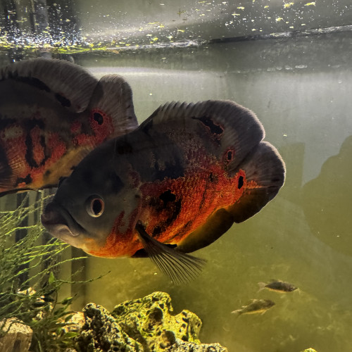 Oscar poissons