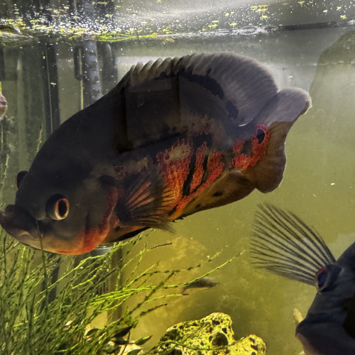 Oscar poissons