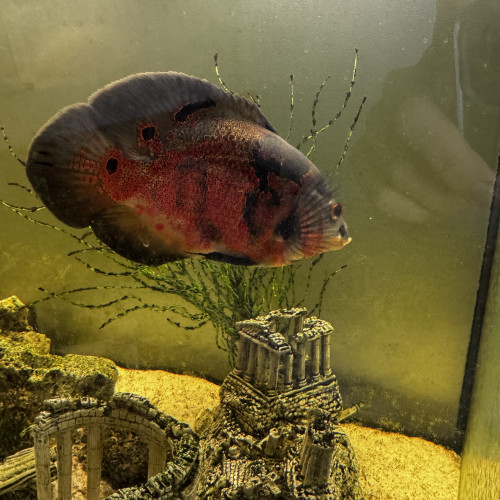 Oscar poissons
