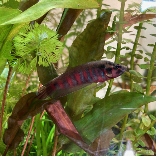 Betta rubra