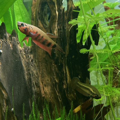 Betta rubra