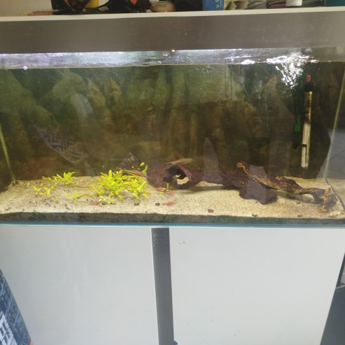 Vends aquarium+meuble+chauffage