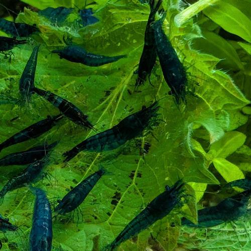 Crevettes bleues Neocaridina davidi