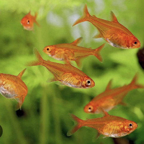 Ramirezi et tetra amande
