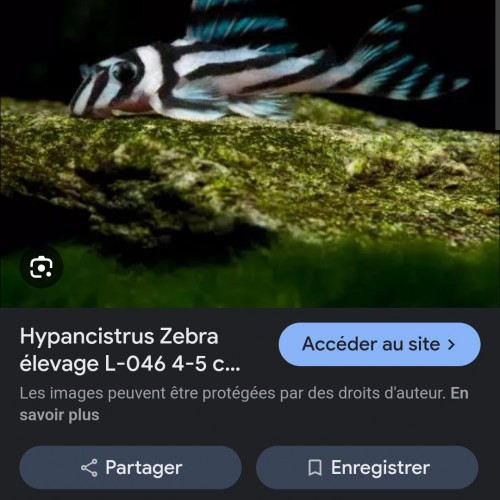 Recherche des hypancistrus zebra adulte l046