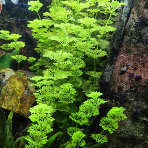 Limnophila Sessiliflora