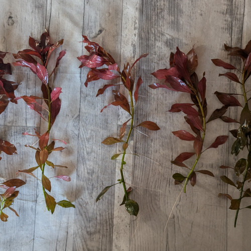 Différentes plantes disponibles
