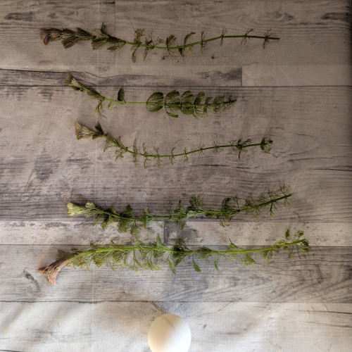 Différentes plantes disponibles