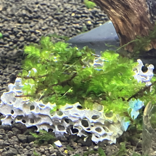 Plante epiphyte rare moss sûr biocerapond