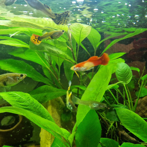 Guppy