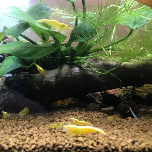 Crevettes Yellow