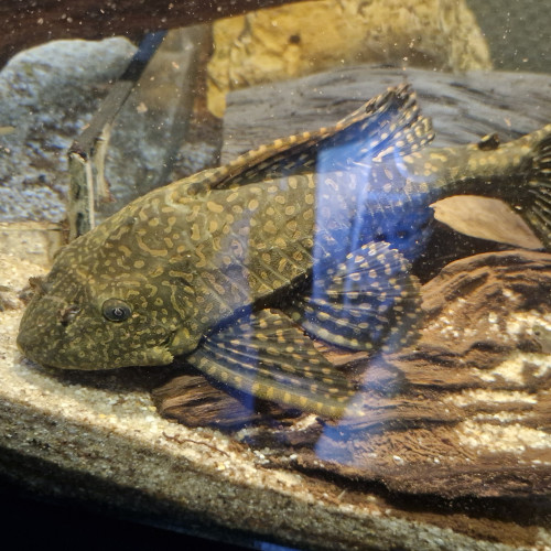 Pleco 25cm et 20cm