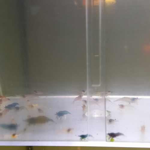 Lot de 20 crevettes déclassé