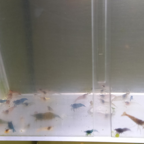 Lot de 20 crevettes déclassé