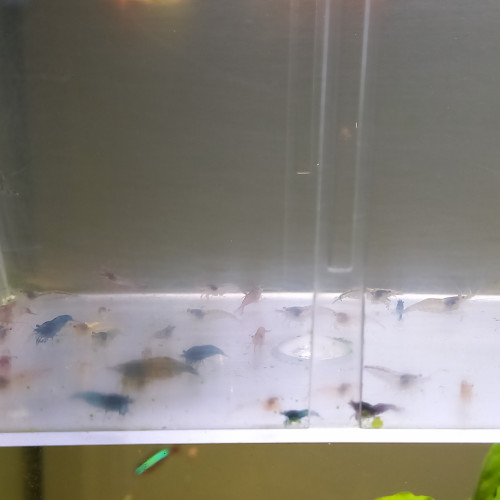 Lot de 20 crevettes déclassé