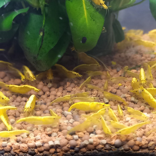 Crevette yellow néon