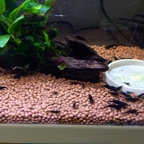Crevette black sakura