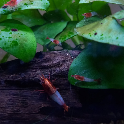 Crevette rili red