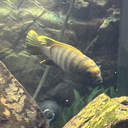 Metriaclima sp.zébra gold kawanga
