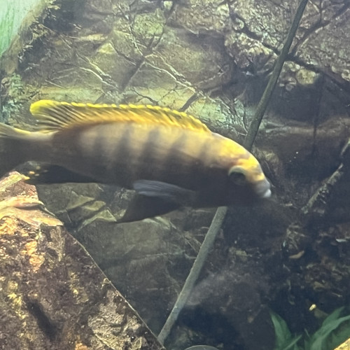 Metriaclima sp.zébra gold kawanga