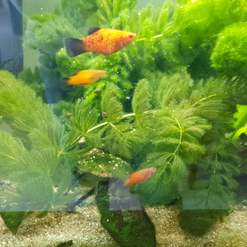 Platys