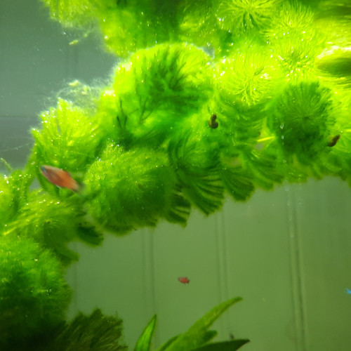 Platys