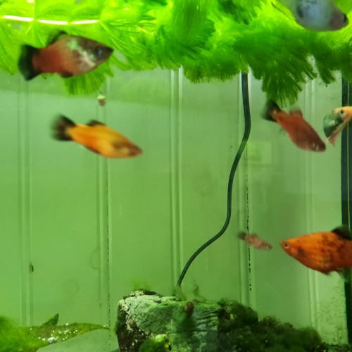 Platys