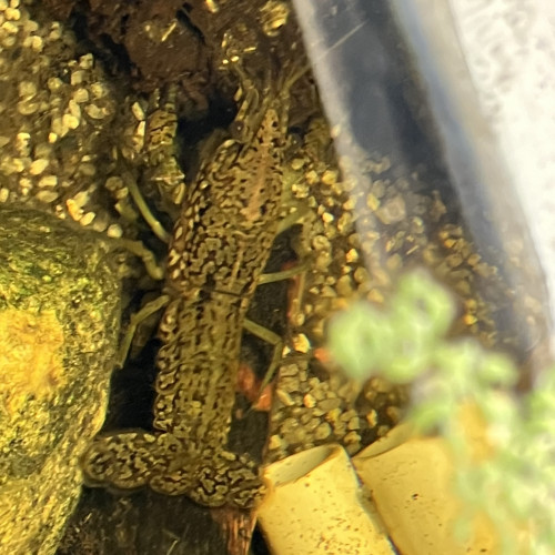 Écrevisse  ? marmor de toutes tailles de 1cm à 5 cm