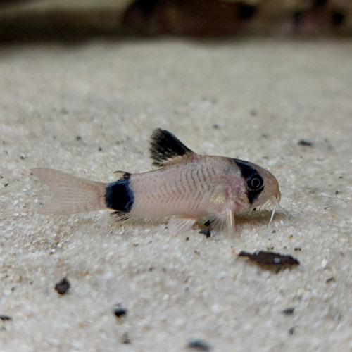 Corydoras Panda