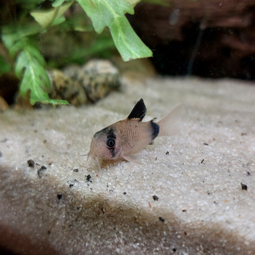 Corydoras Panda