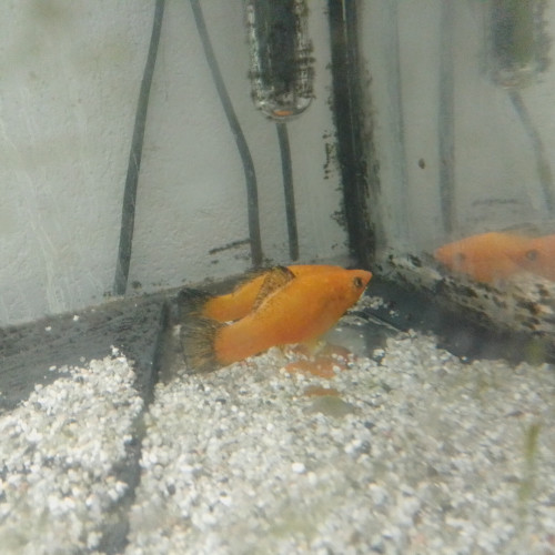 Platys/Mollys
