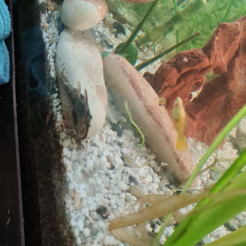 Poissons