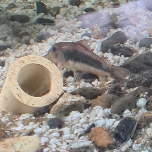 Poissons