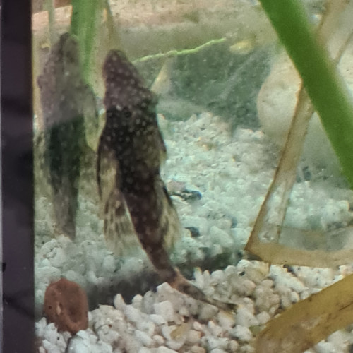 Poissons