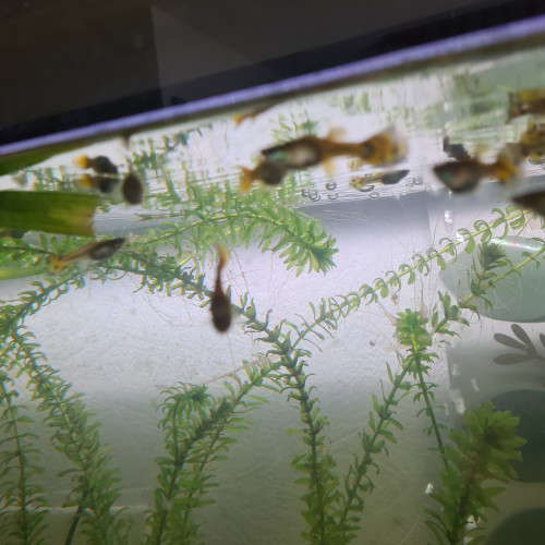 Poissons