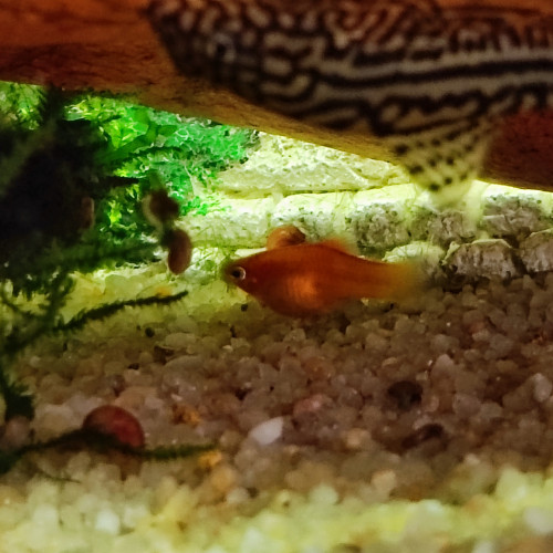 Platys