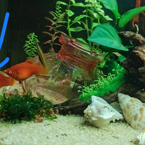 Platys