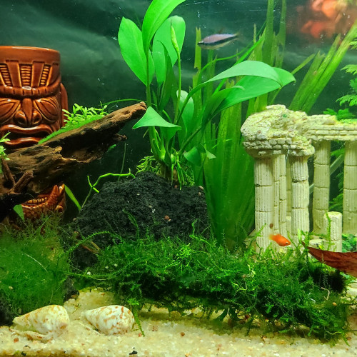 Platys