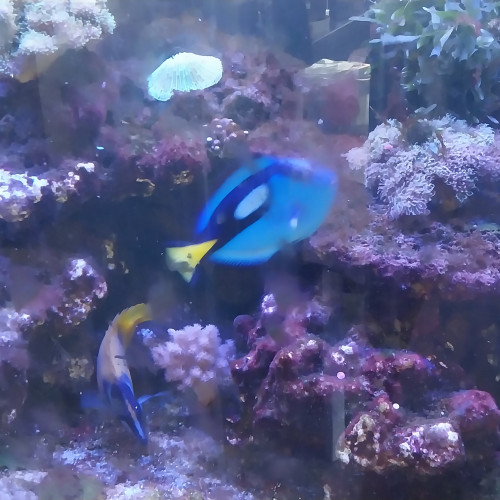 Poisson récifal