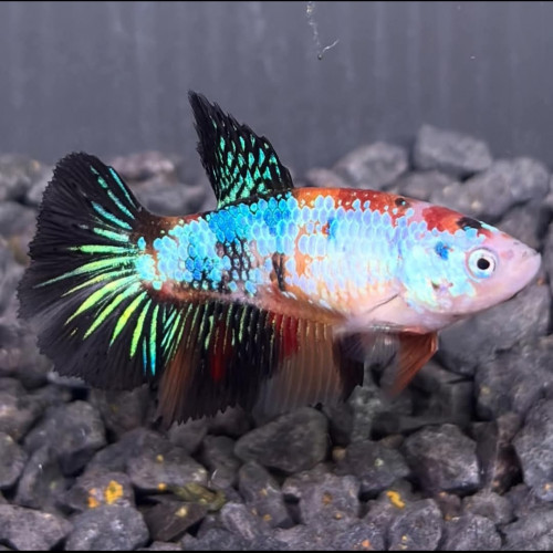 Bettas femelles half moon